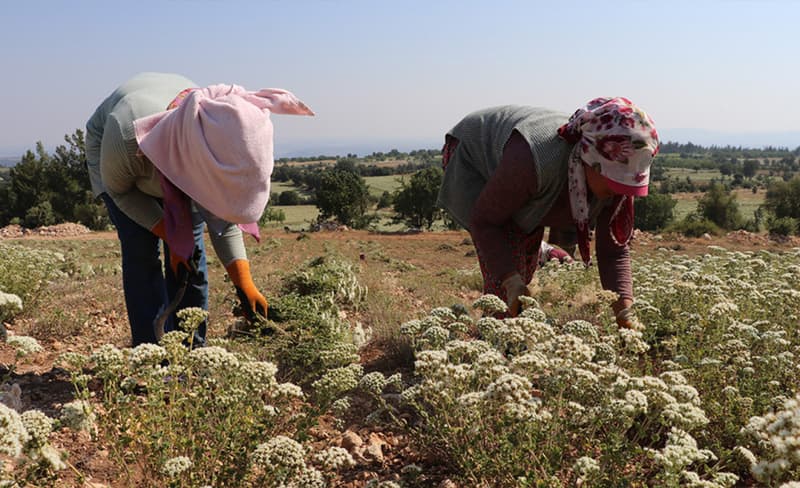 Denizli'de Kekik Hasadı Başladı, Üreticiler Coşkuyla İlk Hasadı Gerçekleştirdi